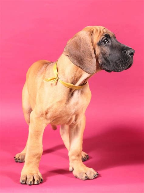 Is My Great Dane Puppy Knuckling? - Hello Danes