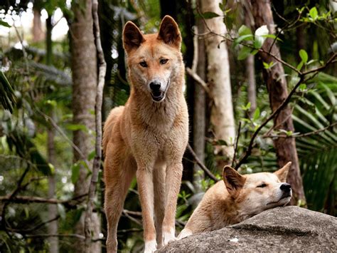 Dingo Wallpapers - Top Free Dingo Backgrounds - WallpaperAccess