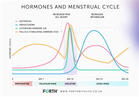 Estrogen Progesterone Cycle