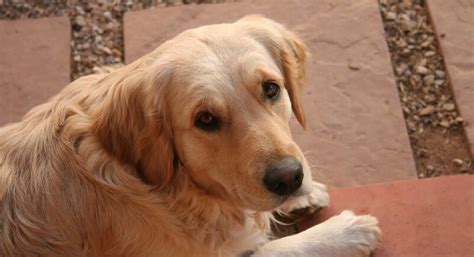 300+ Unique, Cool and Best Names for Golden Retrievers - The Dogman