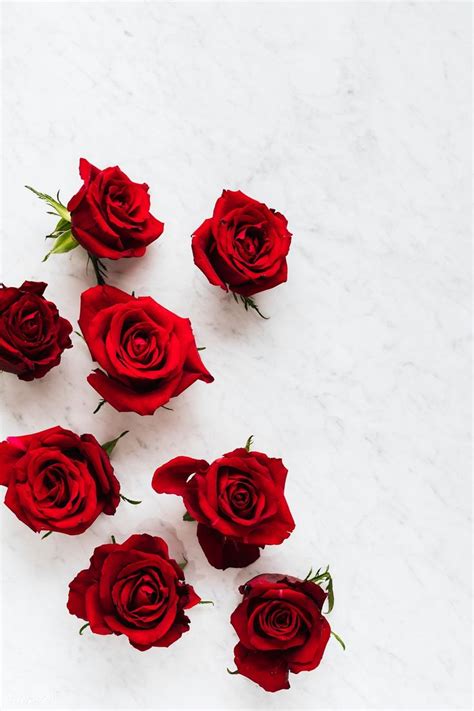 Blooming Red Roses on a White Background