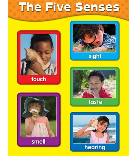 The Five Senses Chart Grade PK-2 | Carson-Dellosa Publishing