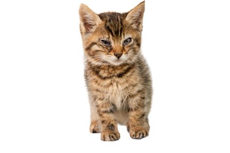 premium photo cats animals kitten pussy cat wild life mammals unique cat