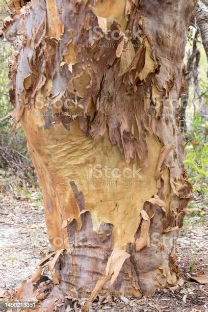 sydney red gum stock photo  image  australia color