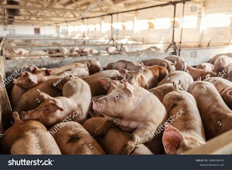 336,740 Breeding Farm Animals Images, Stock Photos & Vectors | Shutterstock