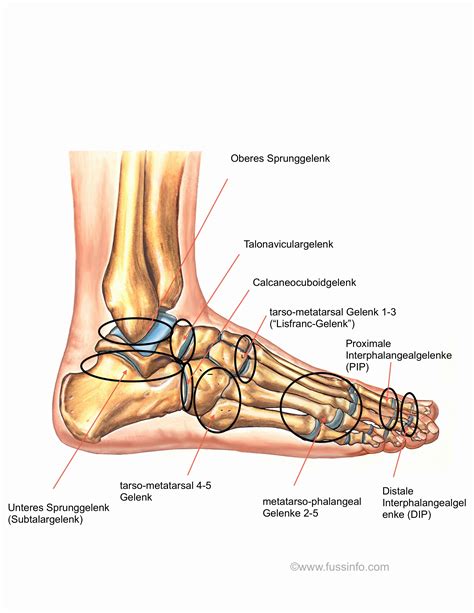 gelenke des fusses und sprunggelenkes ueberblick fussinfo