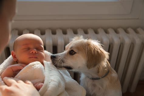 Rescue Dog and Newborn Strike Up Adorable Friendship: "Something ...