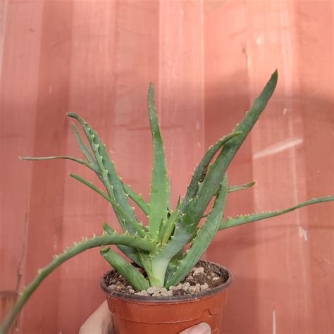 aloe arborescens giromagi cactus  succulents