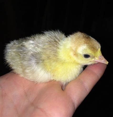 pui de curca din flori undercover