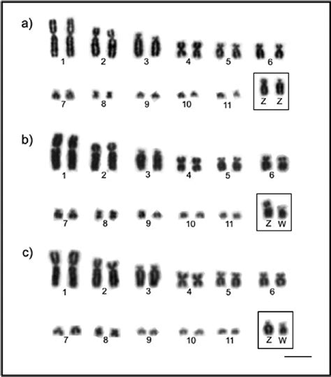 Partial karyotype showing the largest autosomal pairs and ZW sex ...