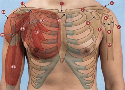 palpation of the anterior shoulder Diagram | Quizlet