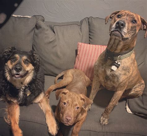 The very BEST update on... - Stray Rescue of St. Louis