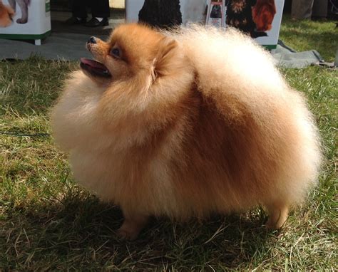Cotton Ball Pomeranian