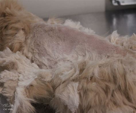 4 Essential Tools To Tackle Tangles And Save Your Cat's Coat