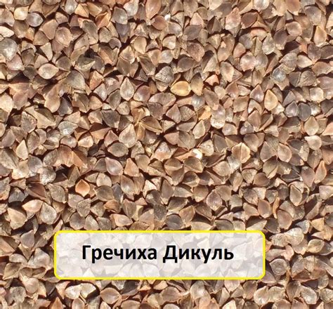 Гречиха Дикуль – семена купить в Украине. Цена, описание сорта Дикуль ...
