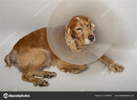 Surgery Remove Hernias Dogs Spaniels Surgery Stock Photo by ©IgorChus ...