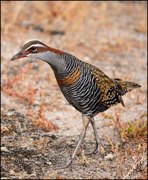 Buff Banded Rail | BIRDS in BACKYARDS