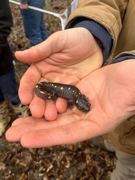 Spotted Salamander (Ambystoma maculatum) in Natchez Trace, Mississippi