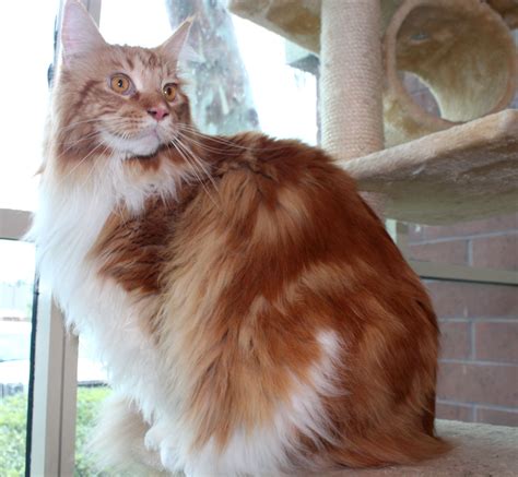 city of irvine animal care center 9