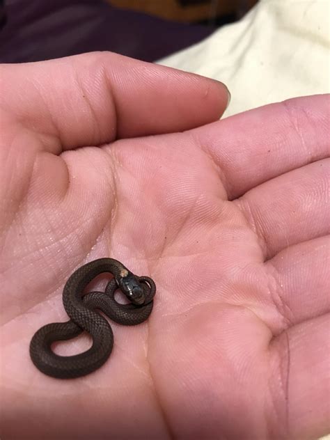 Found this baby red bellied snake! : r/snakes