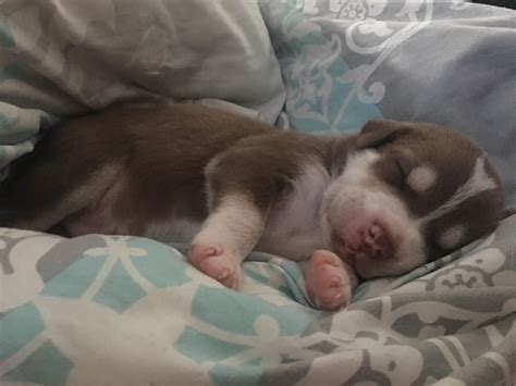 1 of the 11 Foster Puppies we have right now. : r/aww