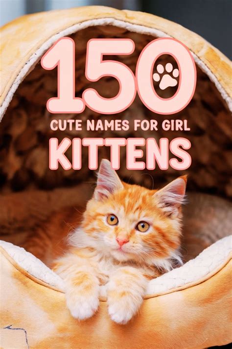 100 Best Girl Cat Names ideas in 2025 | girl cat names, cat names, cats