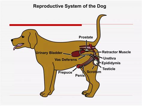 Male and Female Reproductive Systems.ppt