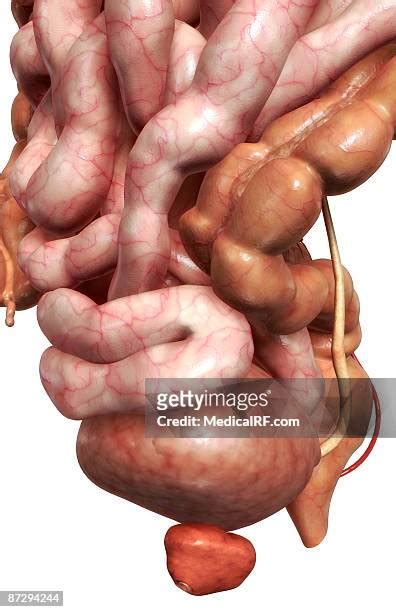 455 Ileum Anatomy Stock Photos, High-Res Pictures, and Images - Getty Images