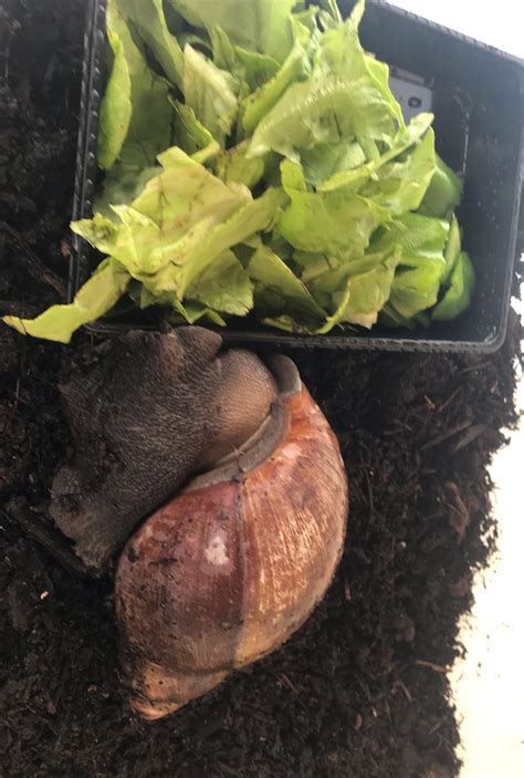 Got a new friend today! : r/snails