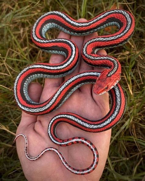 Download Tiny California Red-sided Garter Snake Wallpaper | Wallpapers.com