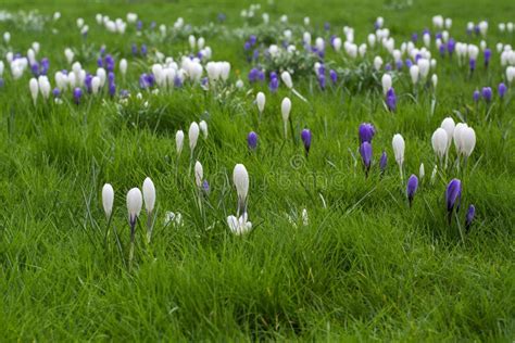 Grasveld Stockfoto's en afbeeldingen - Download 4,667 foto's