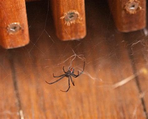 redback spider facts diet habitat pictures  animaliabio