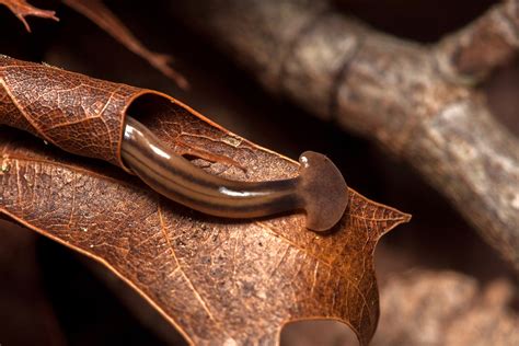 Meet the hammerhead worm: The invasive species coming to a backyard