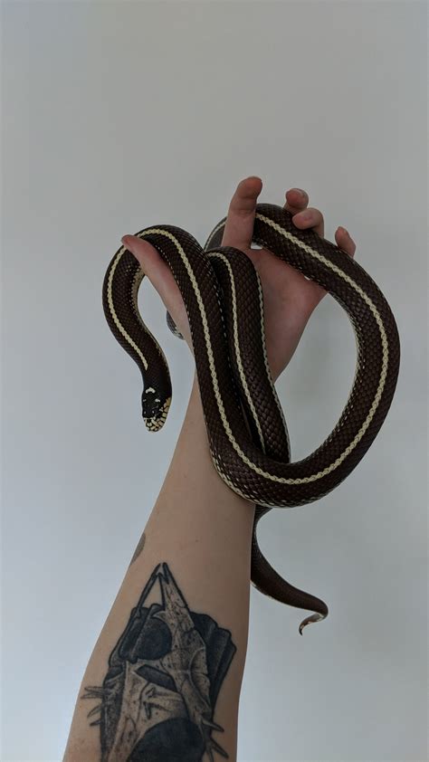 king snakes as pets 6