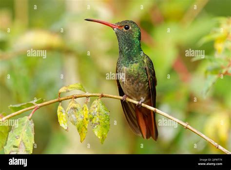 Rufous-tailed Hummingbird - Amazilia tzacatl medium-sized hummingbird