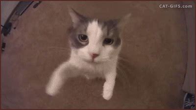 Gato GIFs - Get the best gif on GIFER