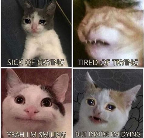 Sad Cat Meme Origin