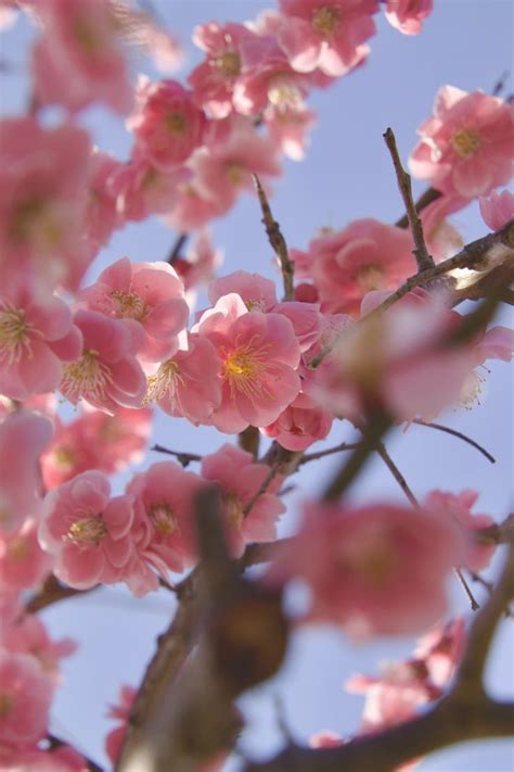 Plum blossoms 🇯🇵 | Plum blossom, Blossom, Flora