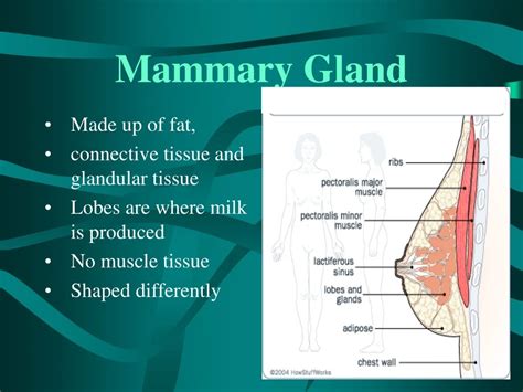 female reproductive system powerpoint