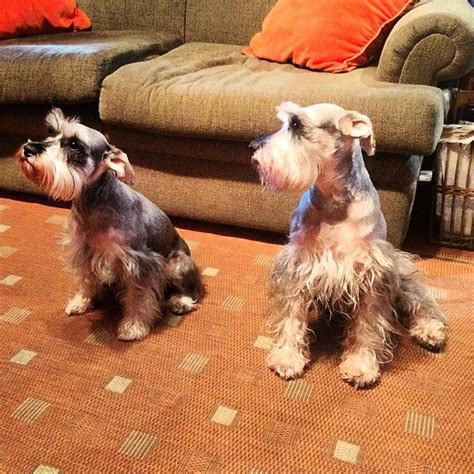 Ella y Bruno | Animals, Dogs
