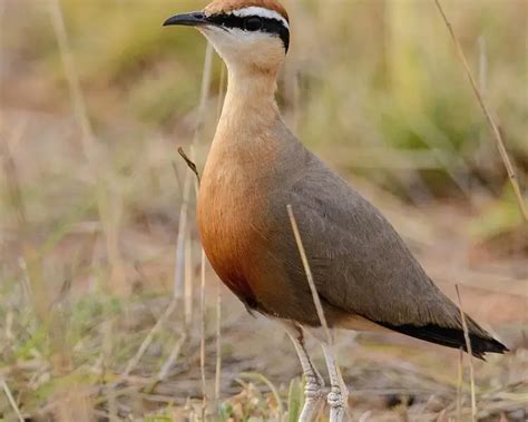 indian courser facts diet habitat pictures  animaliabio