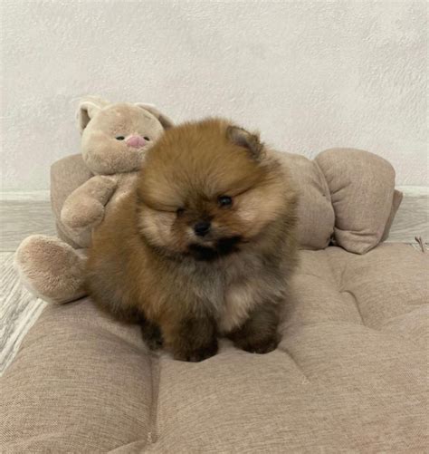 Tiny Bear faced Pomeranian Females | Dogs & Puppies for Rehoming | City ...