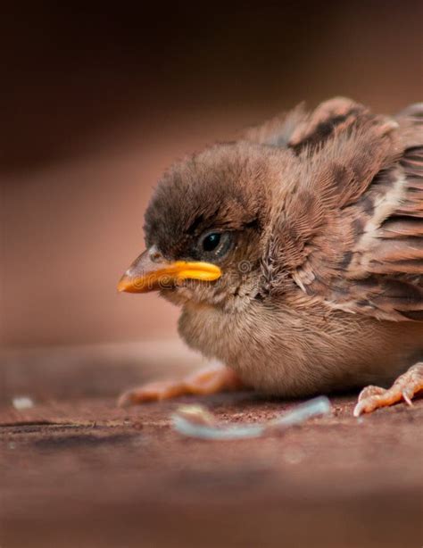 fallen nest stock   royalty  stock