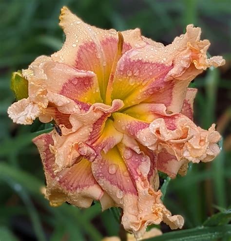 Cherished Memories... - Cherished Memories Daylilies