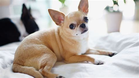 Chihuahua Life Expectancy – Petsmont