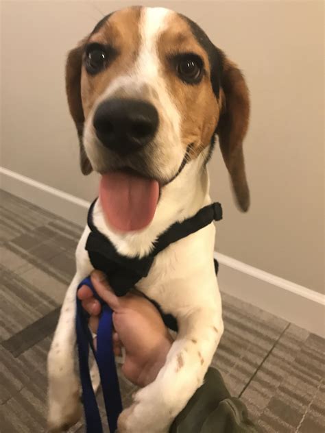 My silly pup : r/beagle