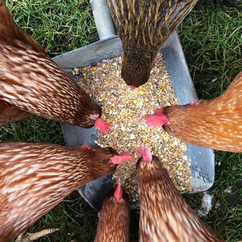 Feeding Chickens Whole Corn - Pet Food Guide