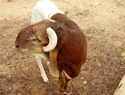 Caractéristiques zoogénétiques de la race ovine "Oudah" - CSAN Niger