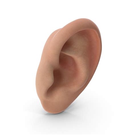 realistic human ear left  object  shutterstock