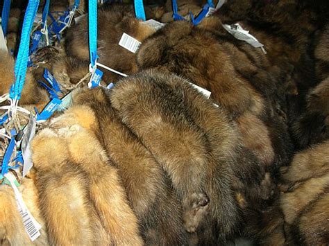 difference  sable  mink difference digest
